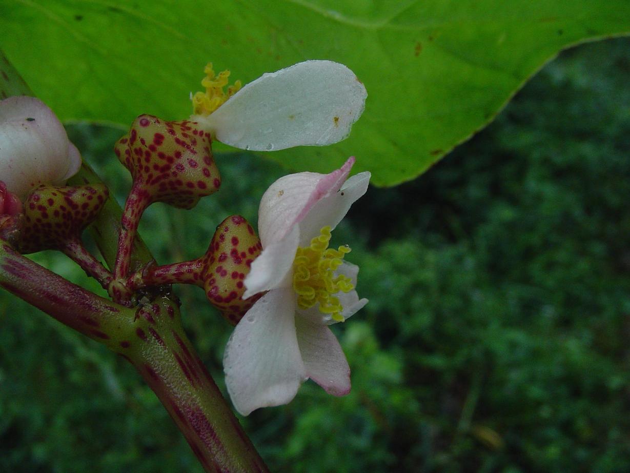 Begonia Roxburghii – EFlora Of India